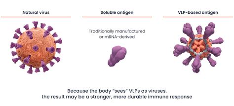 vlp|Engineered virus